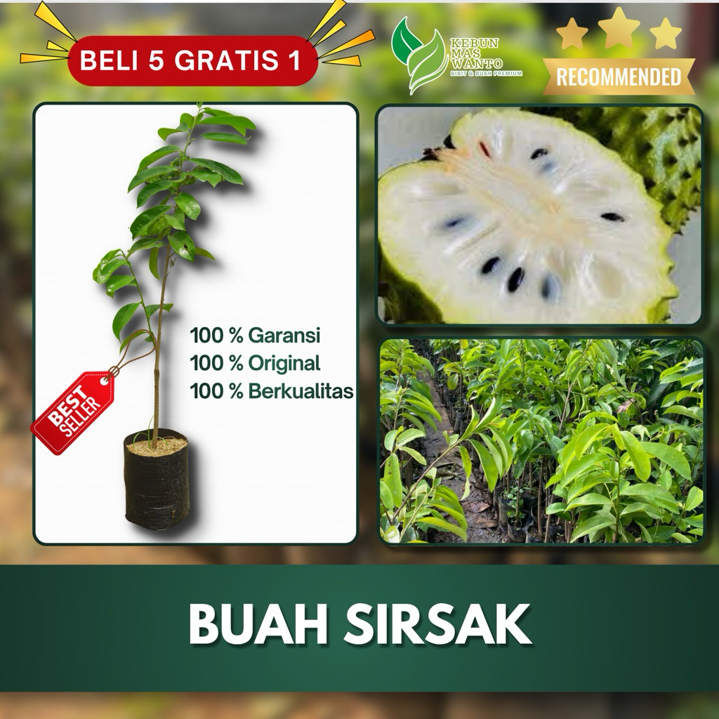 BIBIT BUAH SIRSAK VARIETAS MADU JUMBO-BIBIT BUAH SIRSAK-SIRSAK MADU-BIBIT SIRSAK SUPER UNGGUL