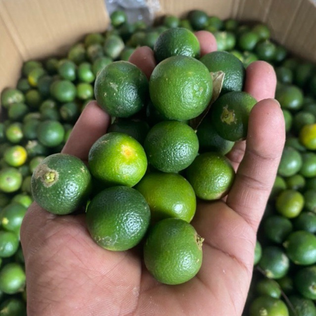 SIAP KIRIM 9.9 Jeruk Kasturi / Jeruk Sonkit / Jeruk Lemon Cui 1kg / Jeruk Minuman Siap Kirim FRESH