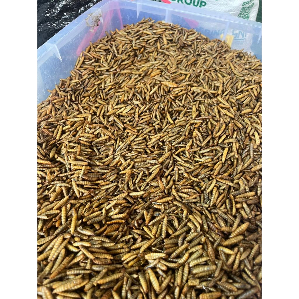 Maggot Kering BSF Maggot Tinggi Protein Kemasan 100 gram