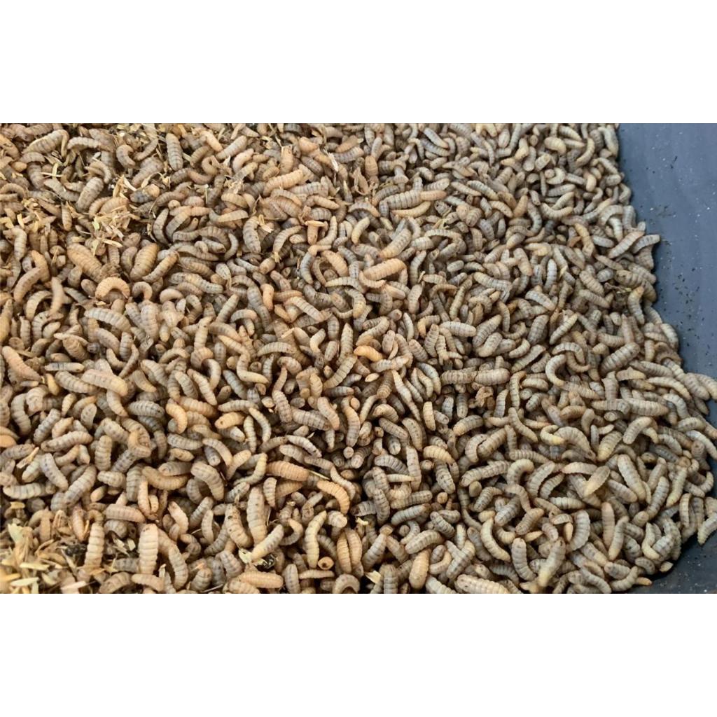 Magot Fress Hidup 100 gram murah#magotbsfhidup #magothidupmurah