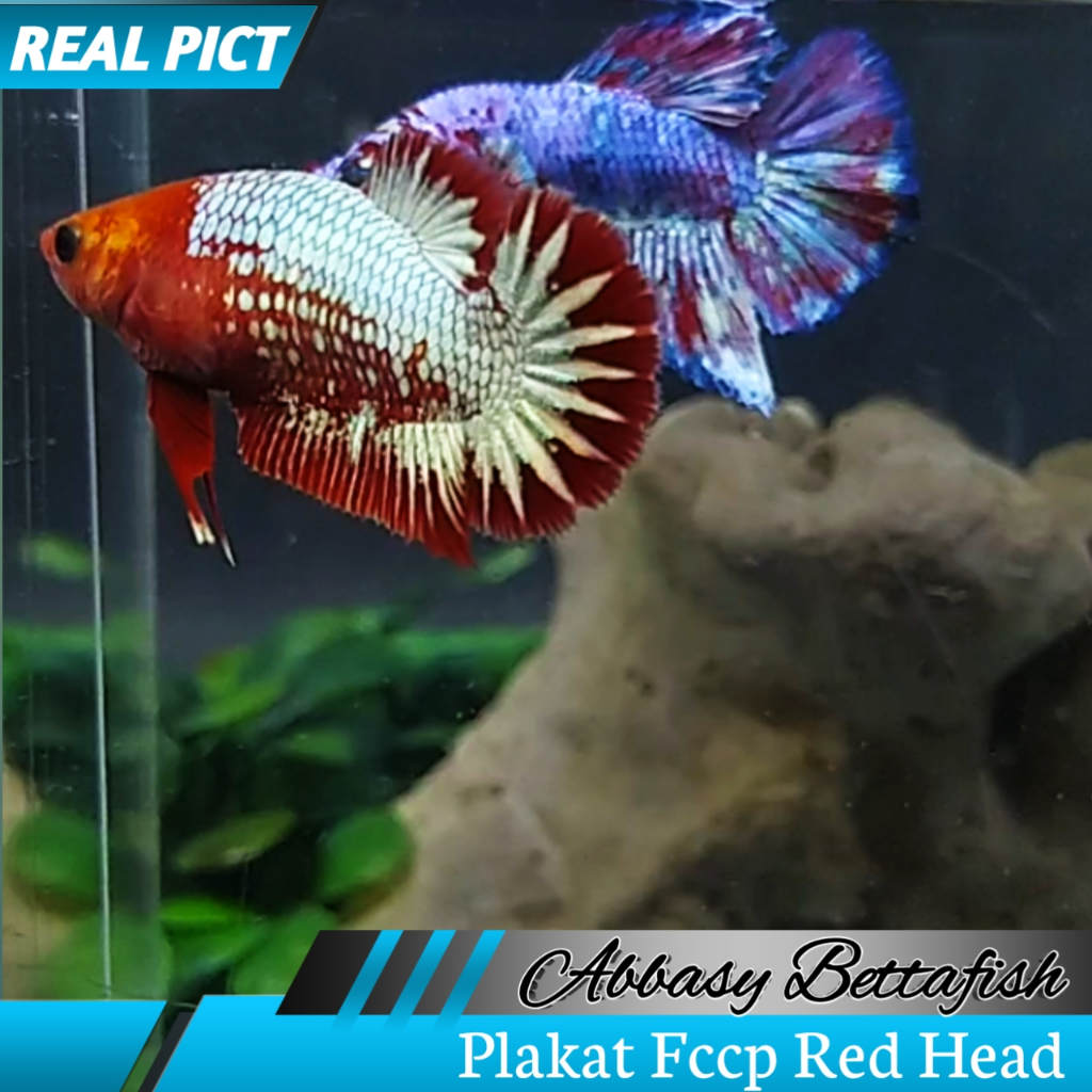 Plakat Fccp Red Head Betina Sesuai Foto Dan Video