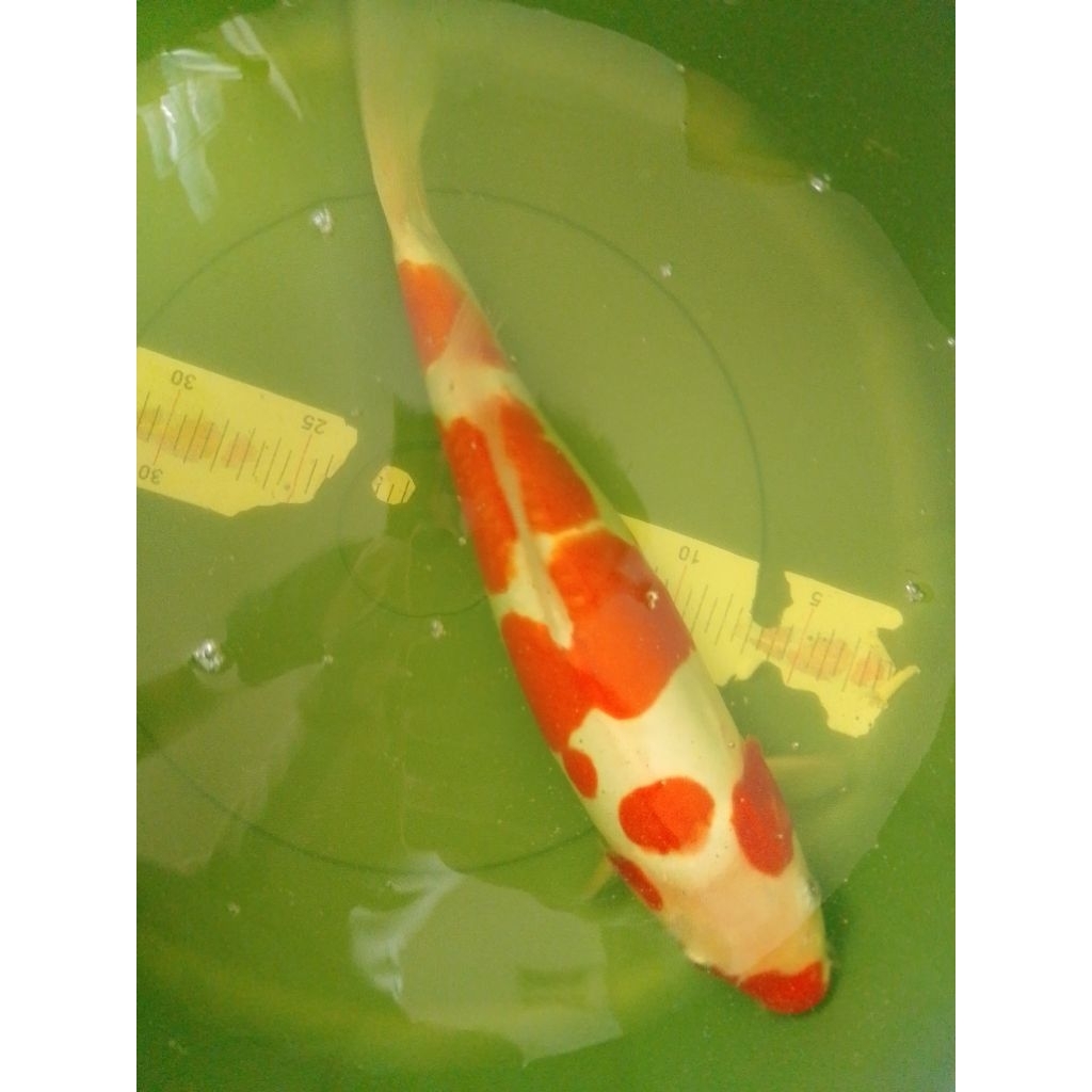 Ikan koi jenis Kohaku Doitsu 40cm pola bagus HQ
