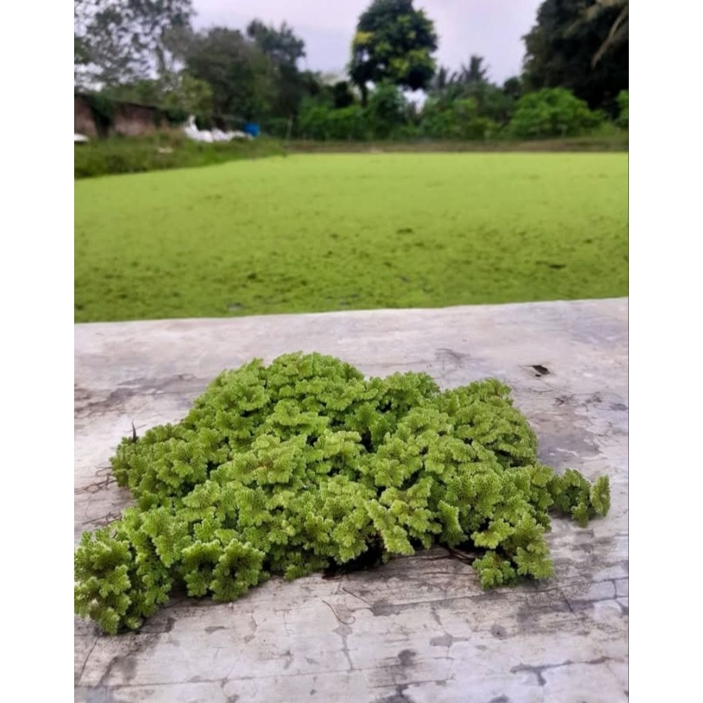 Azolla 1 kg BERGARANSI PAKAN ALTERNATIF IKAN NILA LELE GURAME AYAM BEBEK MENTOK