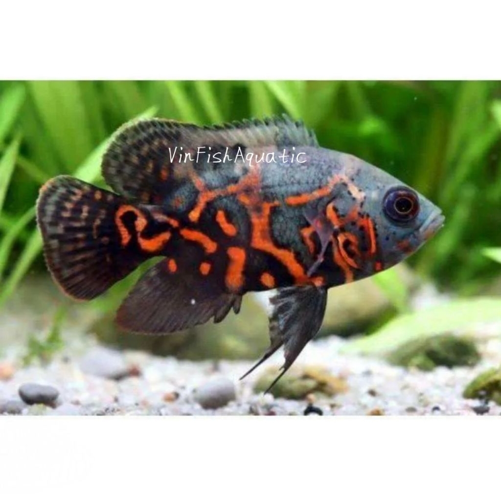 ikan oscar tiger batik, predator, size 3jariian