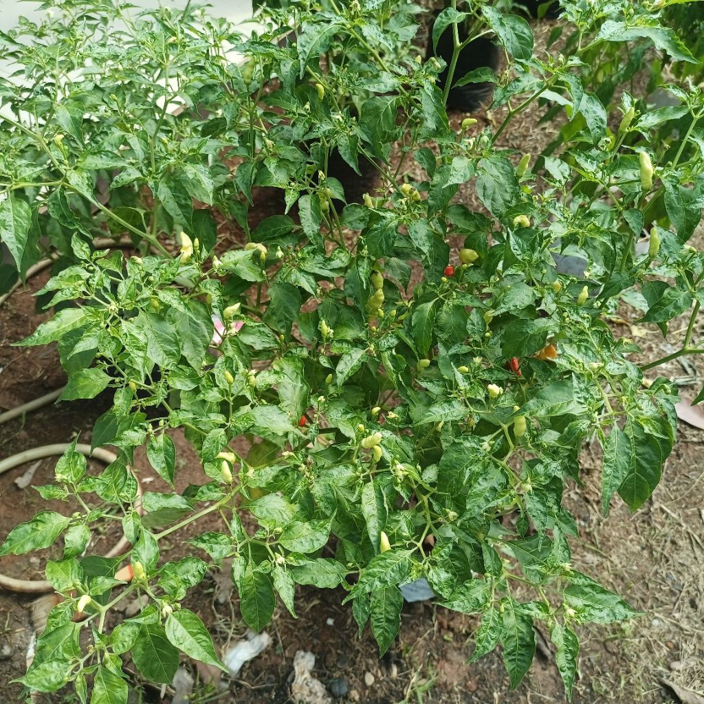 pohon cabe rawit setan