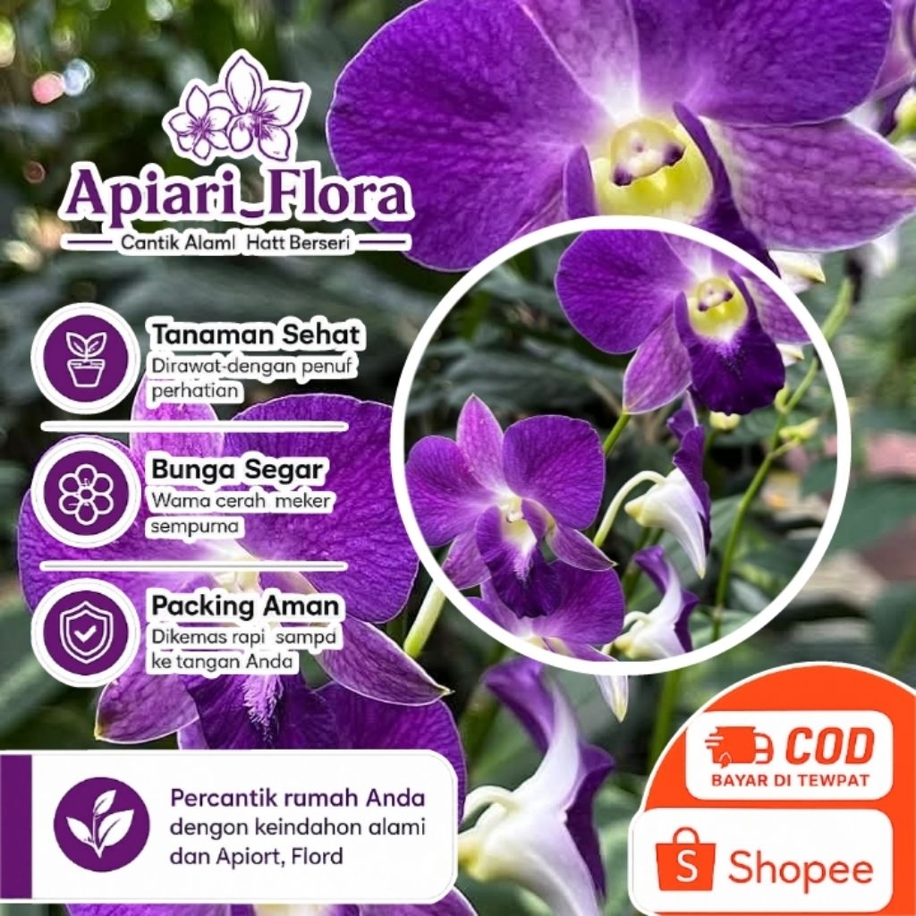 anggrek dendrobium unggu sudah berbunga/spike/kenop serumpun