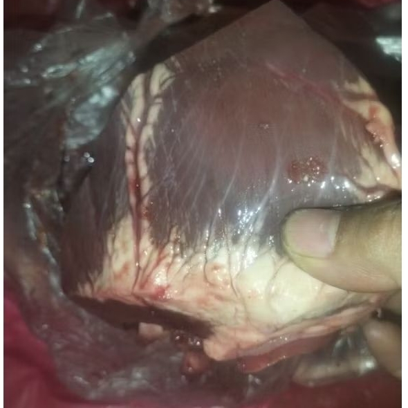 Jantung Sapi 1kg
