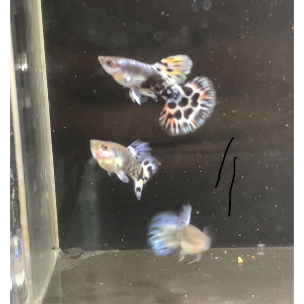 Guppy blue leopard - Sepasang Ikan Hias Kualitas Tinggi