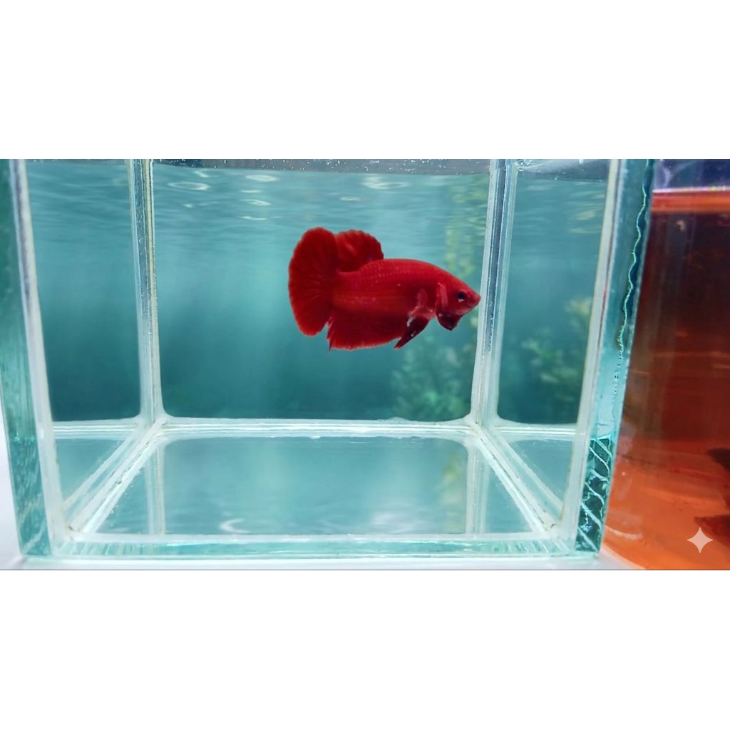 pk super read, ikan cupang