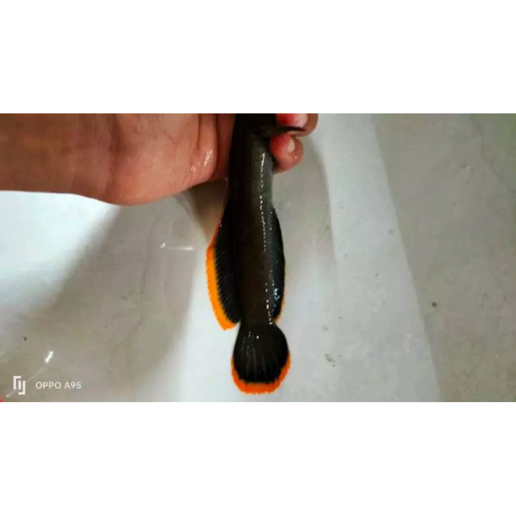 Chana Limbata Jumbo rim tebal Bagus 12-17cm up, Garansi hidup