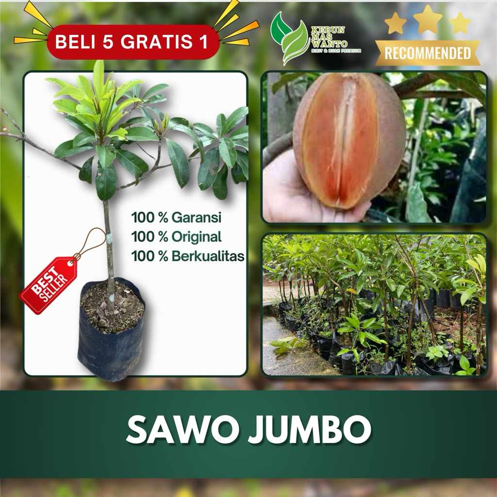 BIBIT BUAH SAWO VARIETAS JUMBO VIETNAM-BIBIT BUAH SAWO-BIBIT SAWO JUMBO-BIBIT SAWO-BUAH SAWO UNGGUL