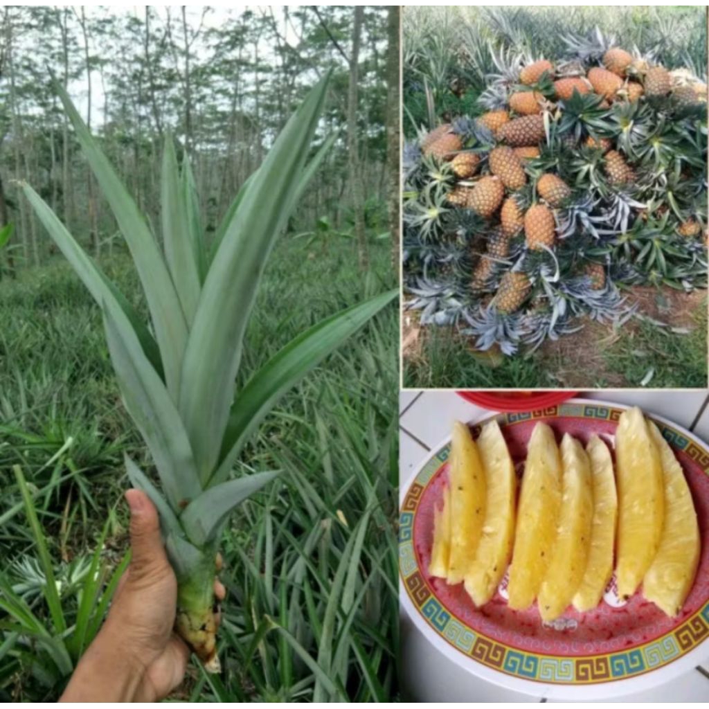 Bibit Nanas Madu Subang, Nanas Bagong Siap tanam