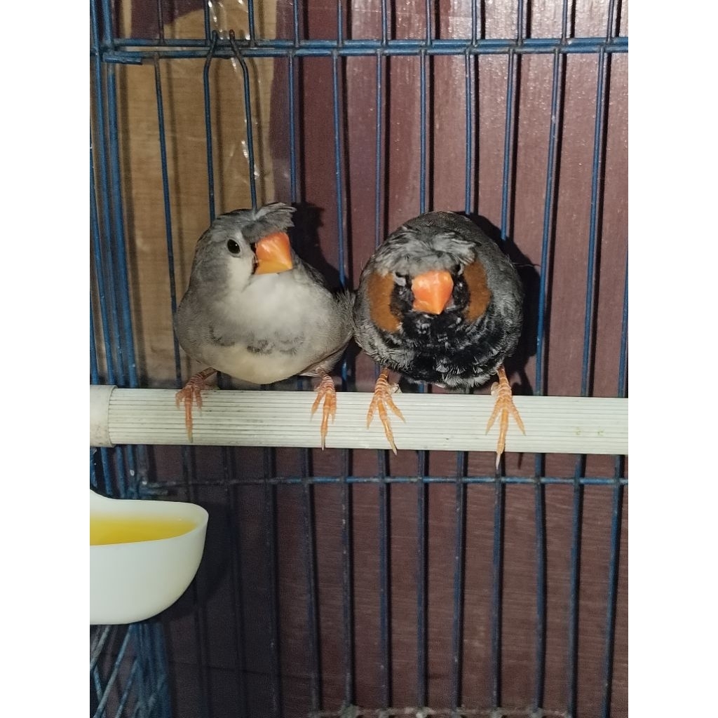 Zebra Finch JAMBUL Medium Jantan/Betina