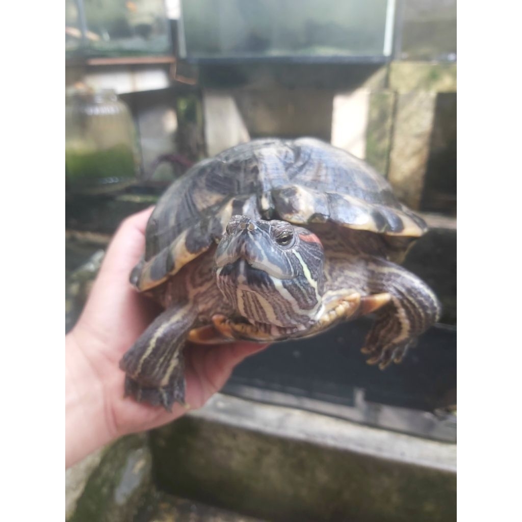 [INSTANT ONLY] Kura Kura Brazil (RES) Jumbo / Dewasa / Indukan