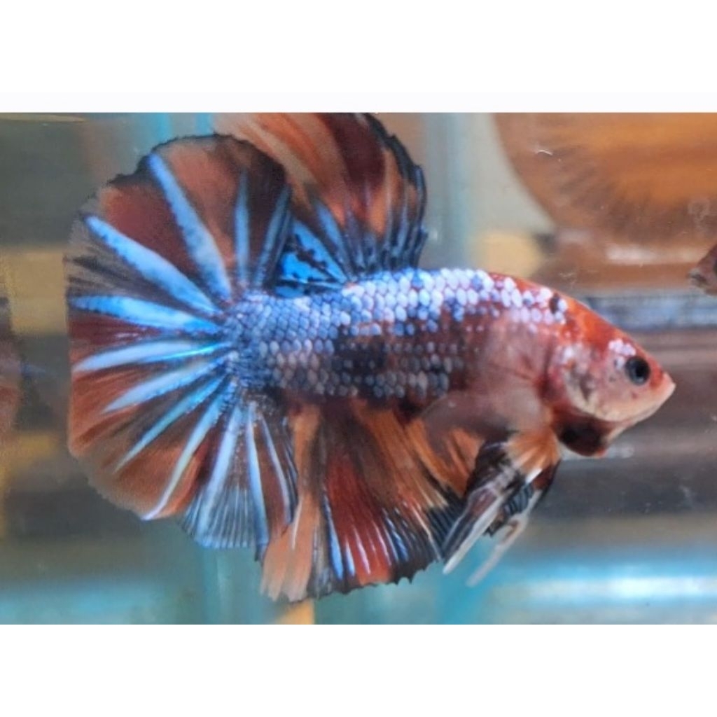 baby giant hmpk multicolour
