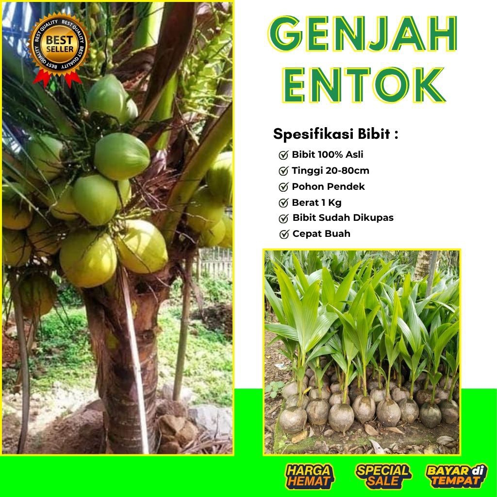 TERJAMIN  Bibit Kelapa Genjah Entok Bersertifikat, Bibit Kelapa Genjah Entok Kebumen, Bibit Kelapa G