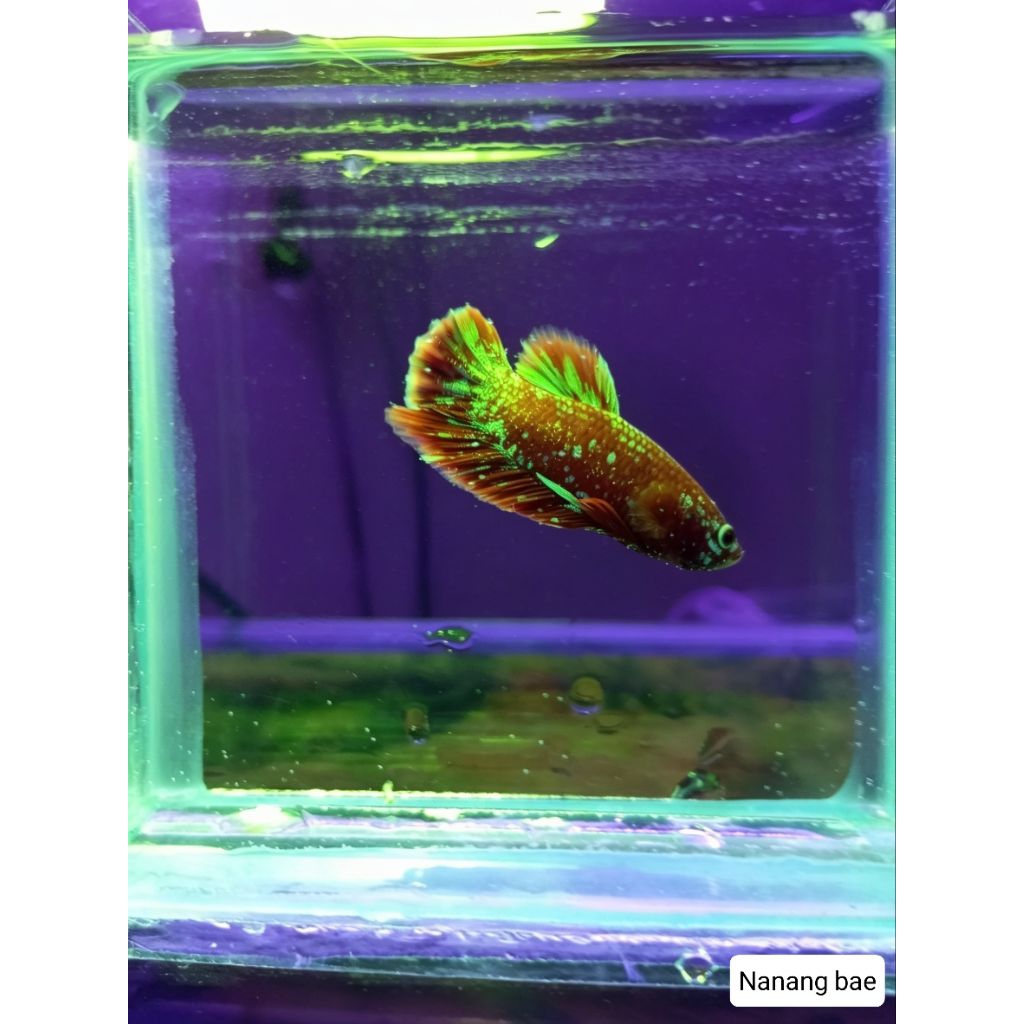 cupang red koi galaxi