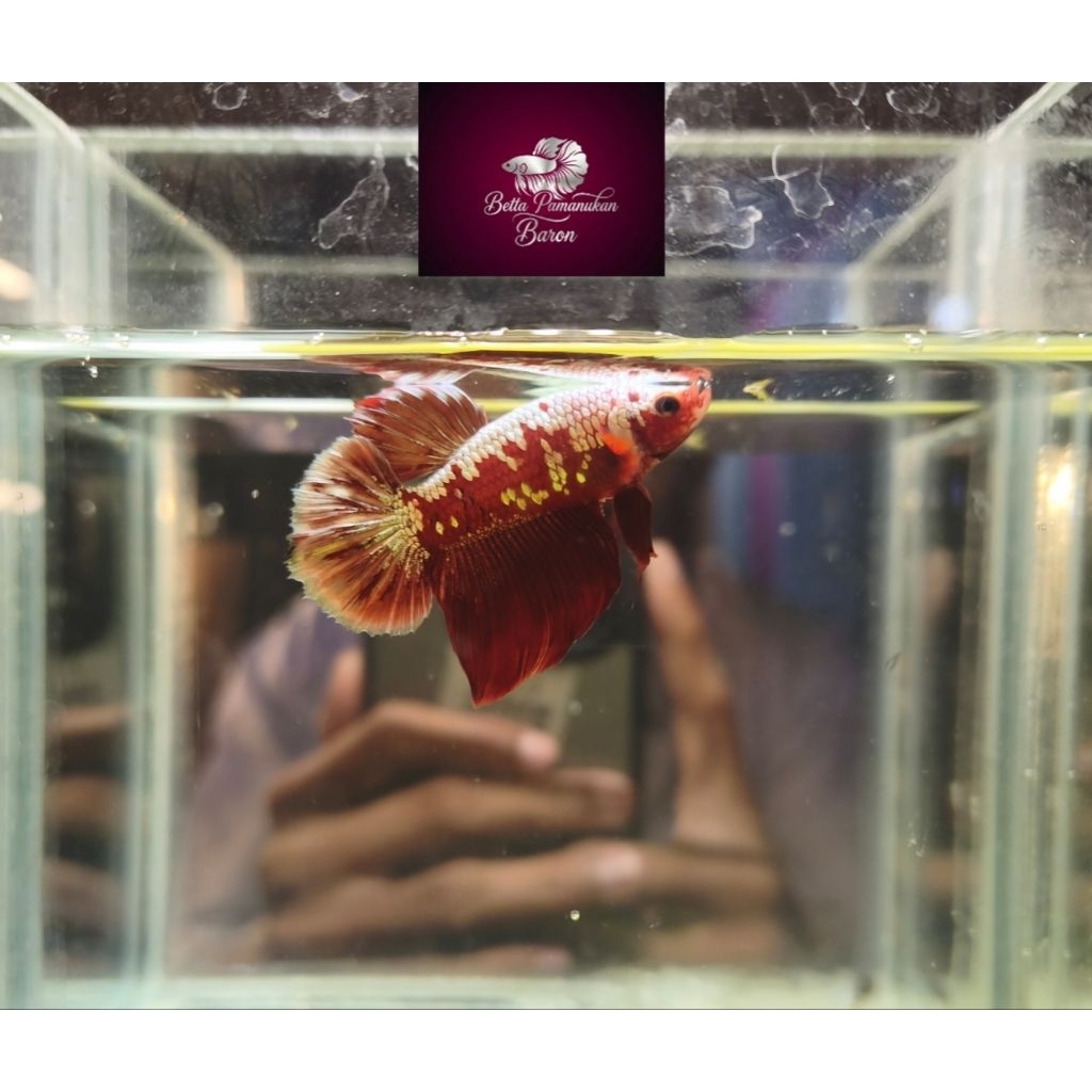Red Gold Galaxy Ikan Cupang