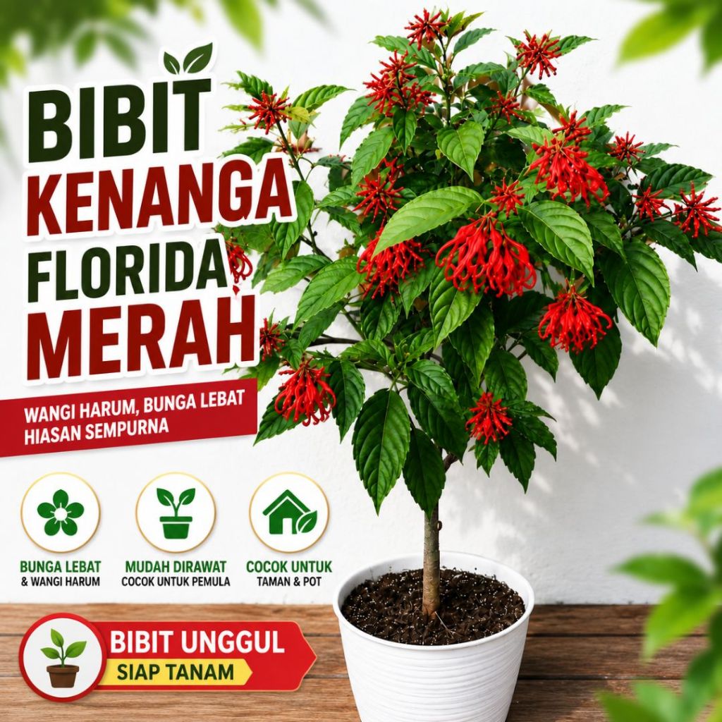 Bibit Kenanga Merah Florida Tanaman Siap Tanam