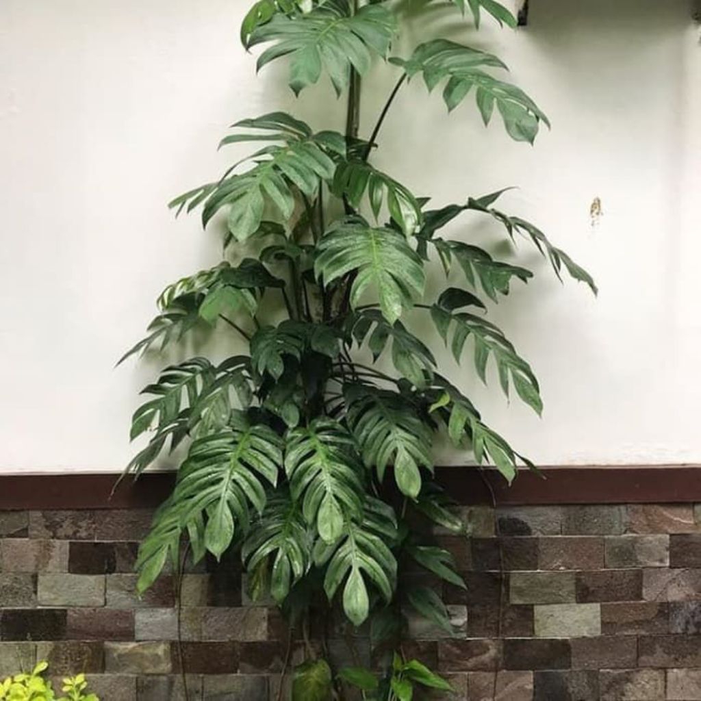 Tanaman Hias Monstera Ekor Naga Epippremnum pinnatum - Monstera Ekor Naga