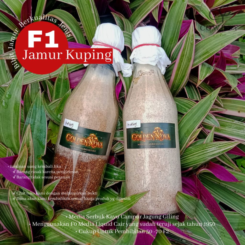 GOLDENNOVA F1 JAMUR KUPING bibit unggul
