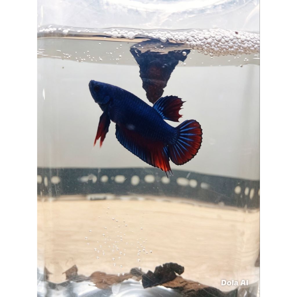 perpasang ikan cupang aduan bagan