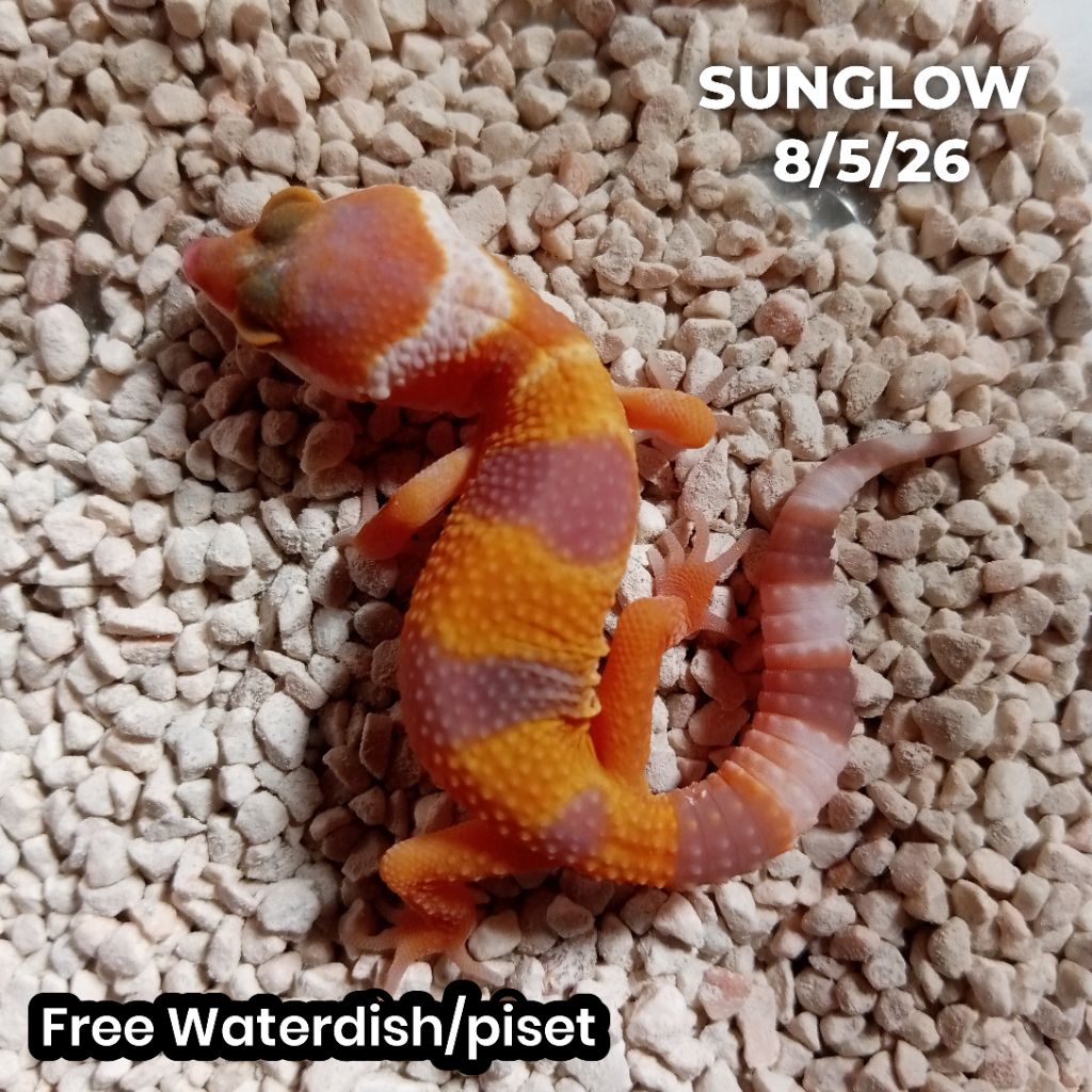 Gecko Leopard baby sunglow