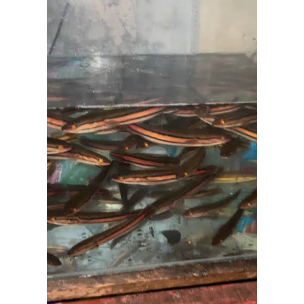 Bibit ikan Toman premium isi 10 ekor size 3-5cm