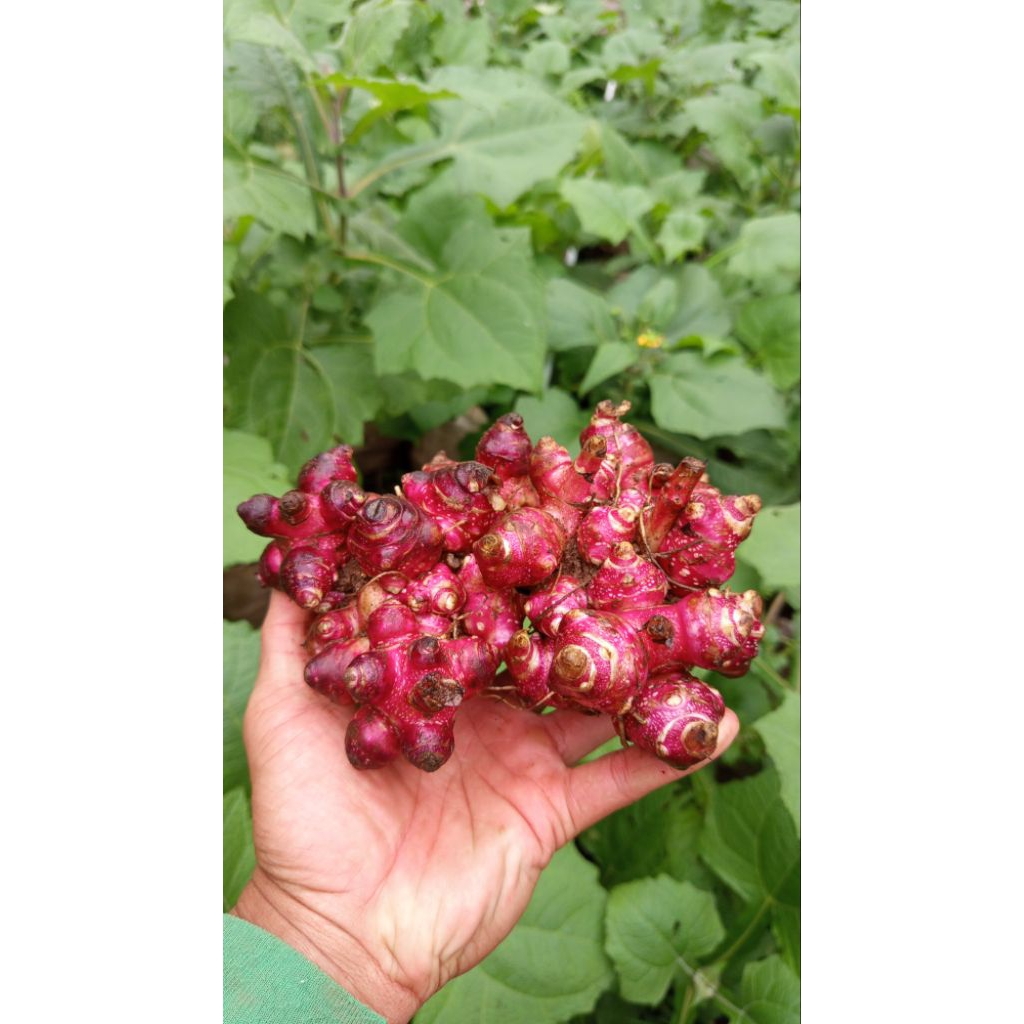 3 pcs bibit ubi yakon rimpang asli Wonosobo garansi siap tanam