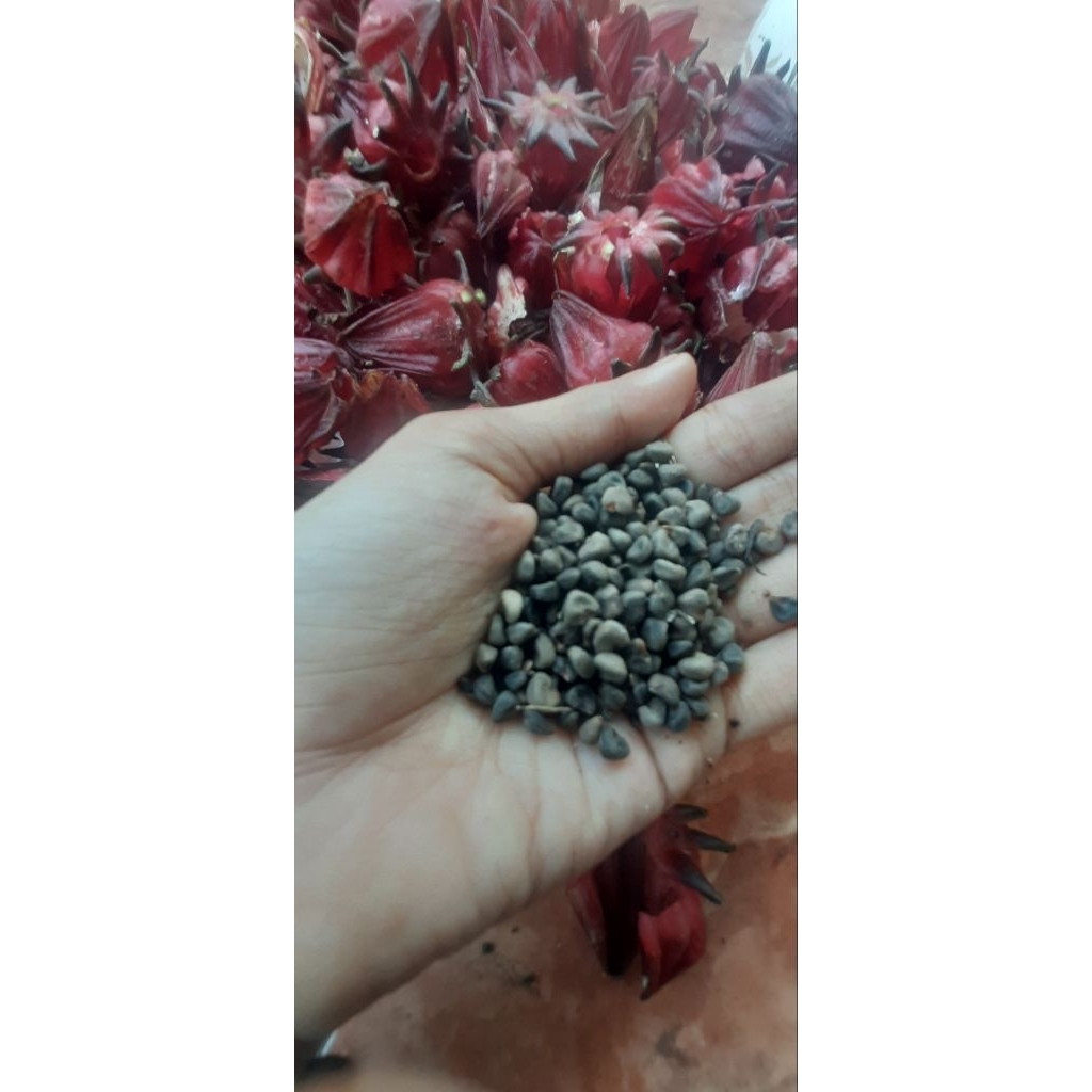 REALPICT BIJI BIBIT BENIH BUNGA ROSELLA MERAH SUPER 300biji++