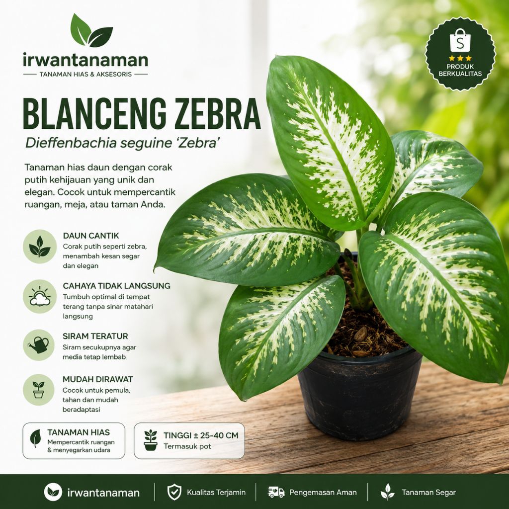 Tanaman hias blanceng - belanceng zebra - blanceng macan