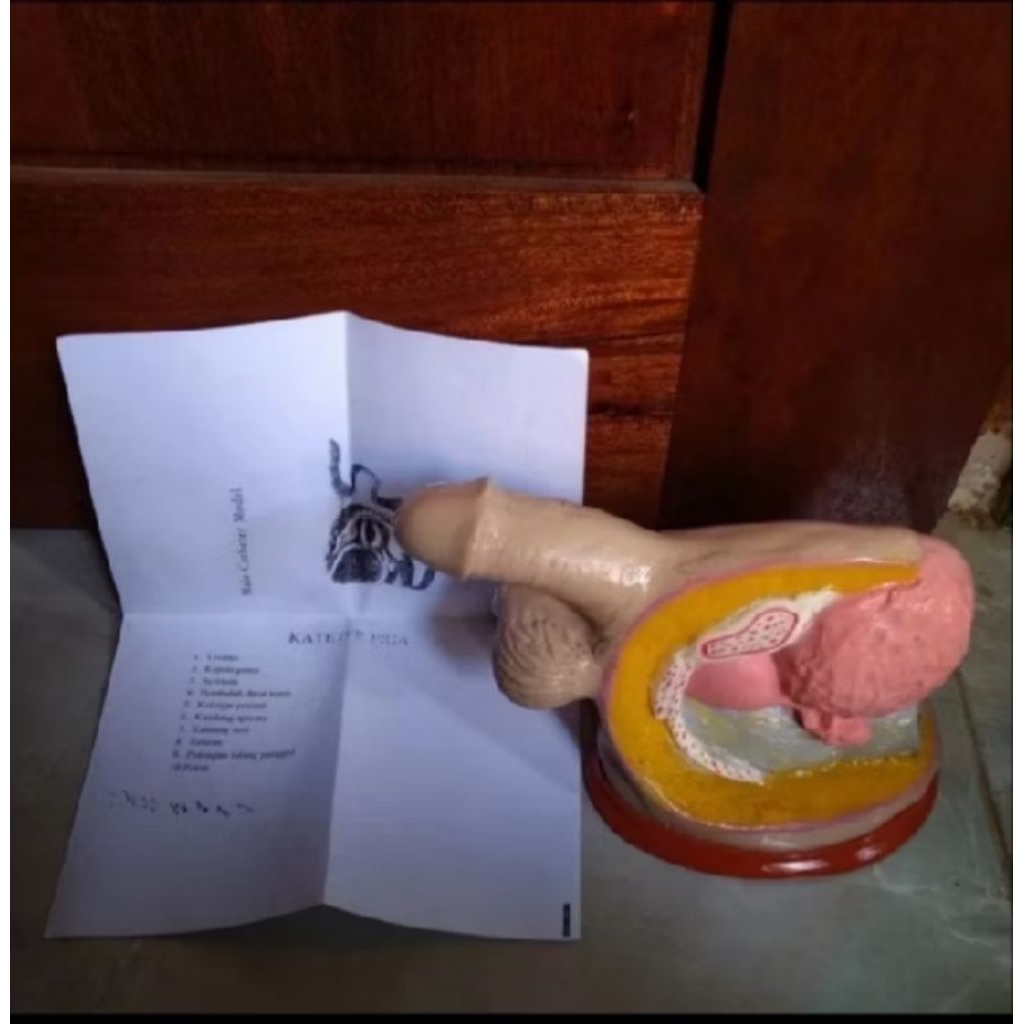 MODEL KATETER KELAMIN PRIA / LAKI-LAKI ALAT PERAGA UNTUK SMP / SMA