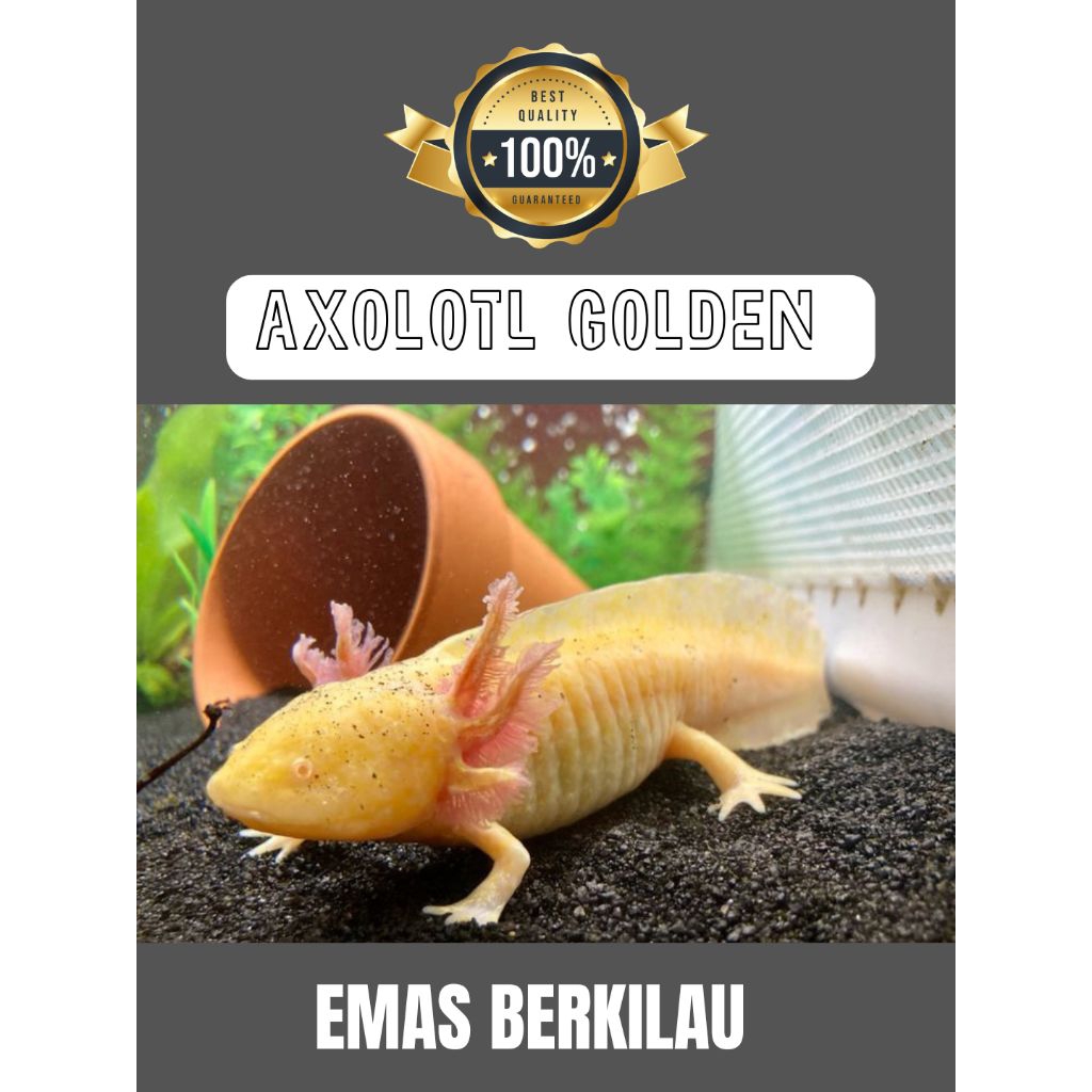 miniatur aquarium Axolotl Golden 7- 8cm