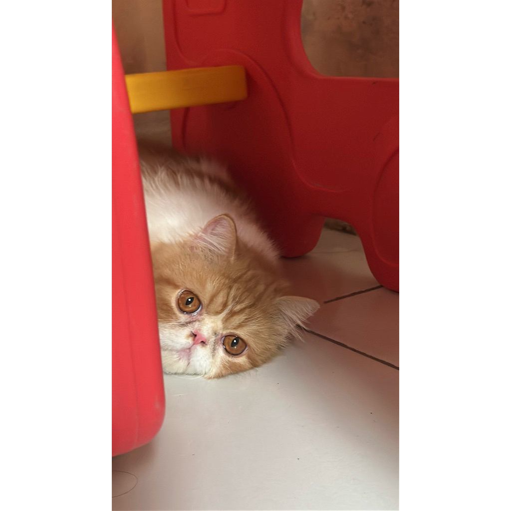 Kucing Peaknose Jantan