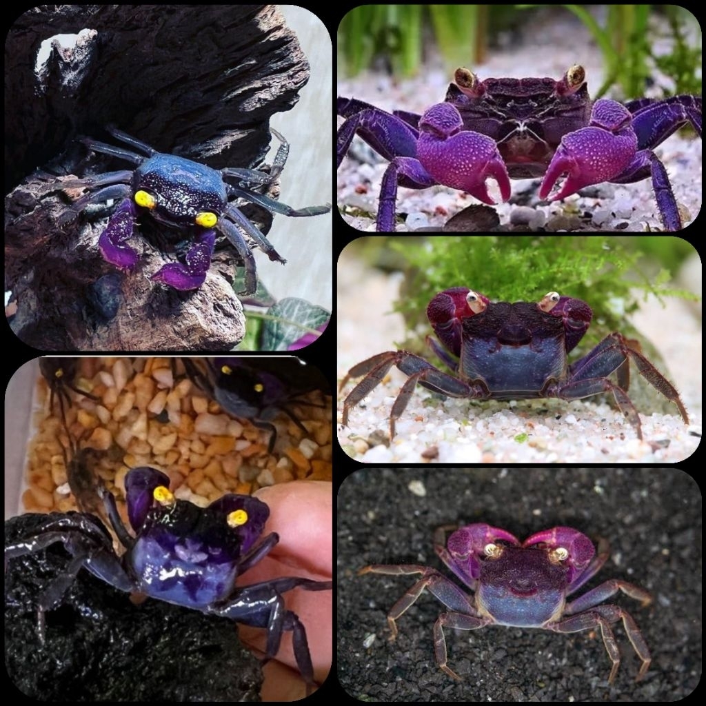 kepiting hias purple arm vampire crab atau geosesarma bogorensis untuk aquarium dan aquascape