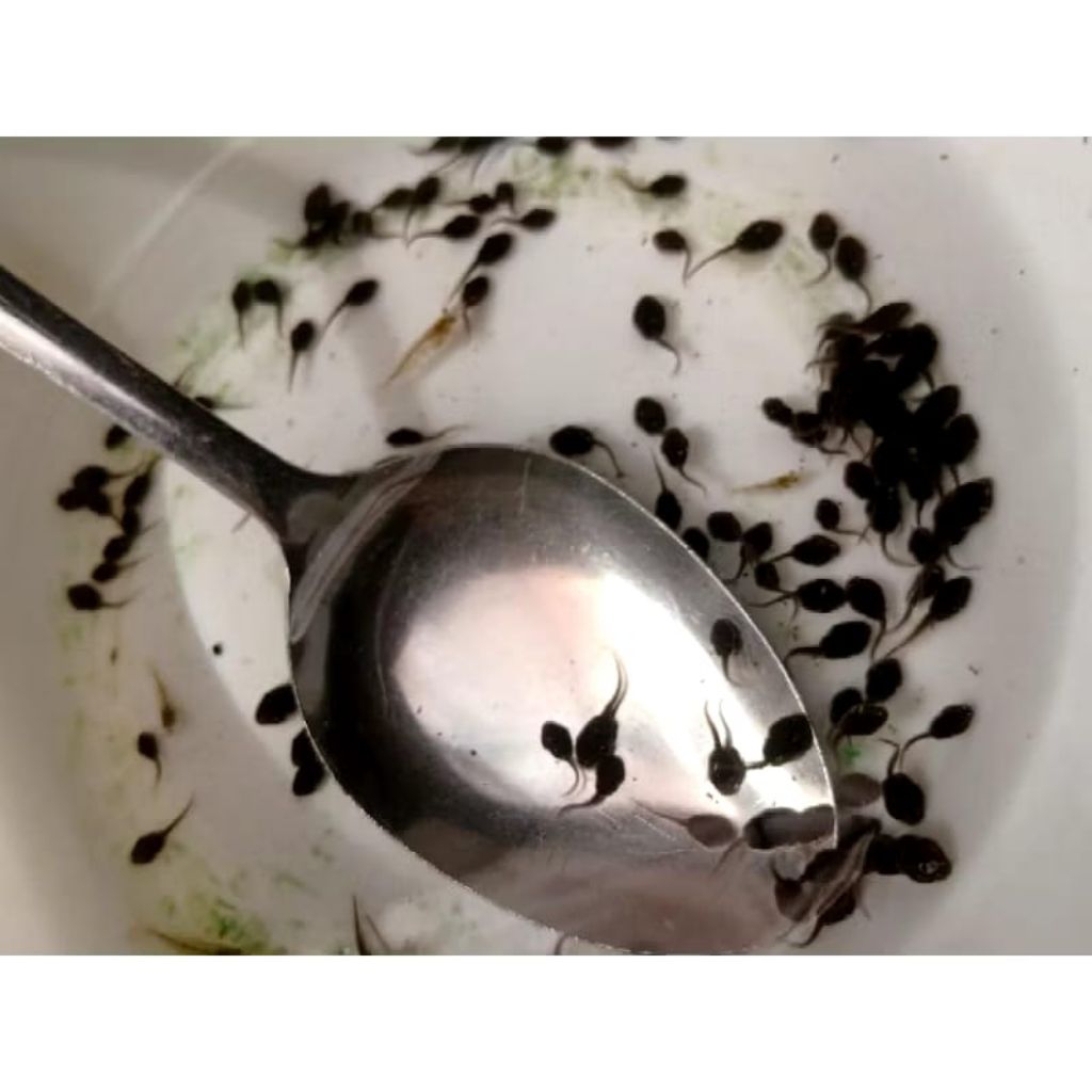 kecebong/beludru/buyur/pakan ikan isi 25