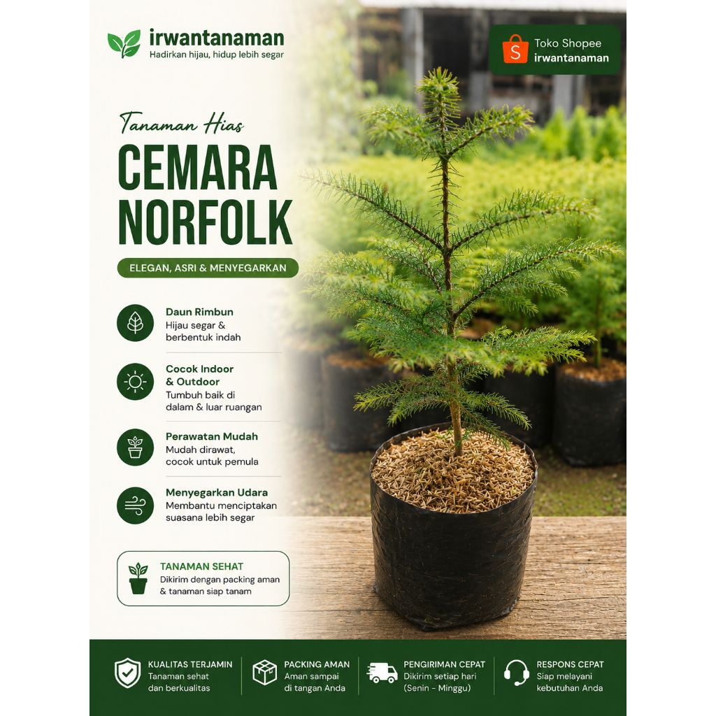 Bibit cemara norfolk - pohon Cemara