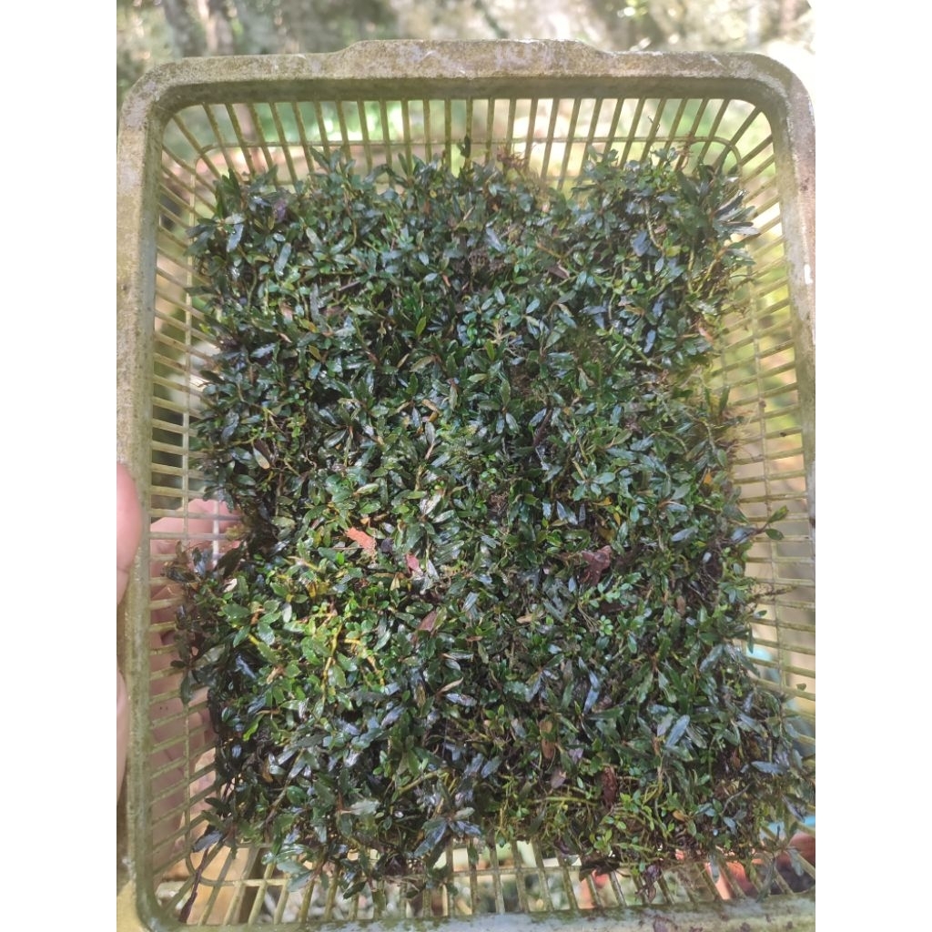 Bucephalandra super mini lb