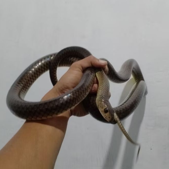 ptyas koros / ular koros