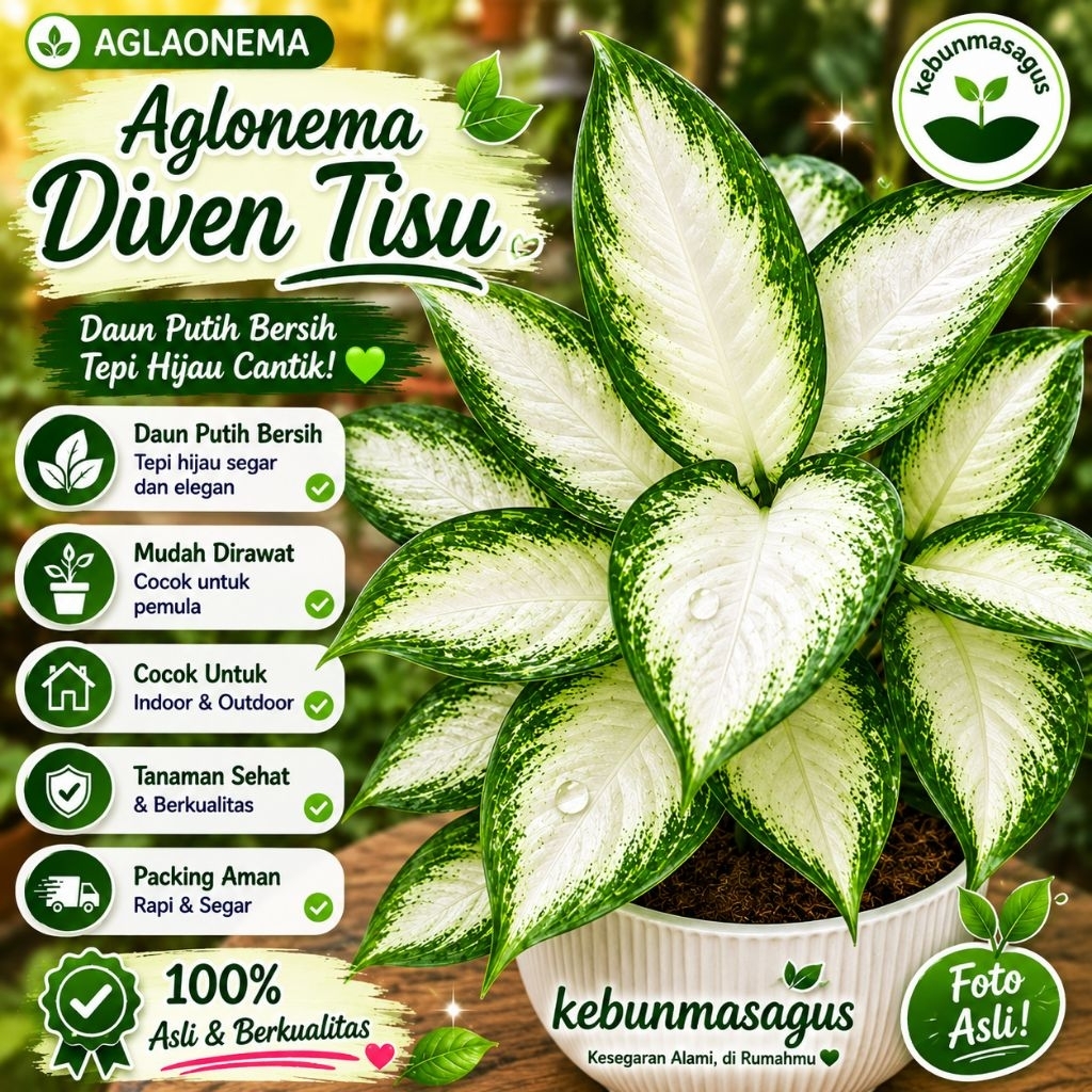 Tanaman Hias Aglonema Diven Tissue Dewasa - Aglonema Diven Tissue - Blanceng Tisu - Aglonema Hidup