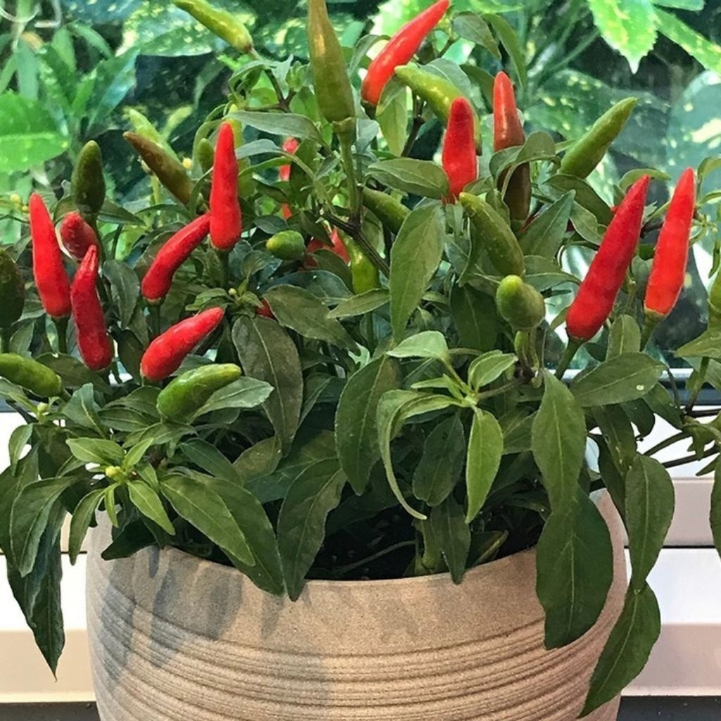 bibit pohon cabai merah