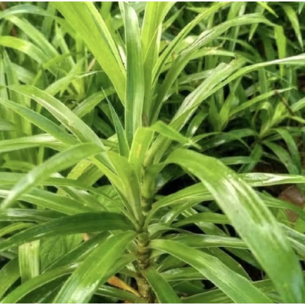 Pohon Suji/ Tanaman Daun Suji/ Tanaman Pewarna Makanan Alami Daun Suji