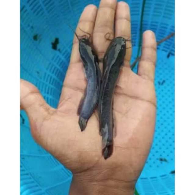 Bibit Ikan Lele Sangkuriang 9-12cm