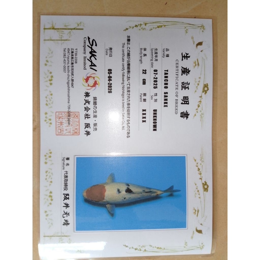 Ikan koi import jenis Tancho Sanke 32cm warna merah