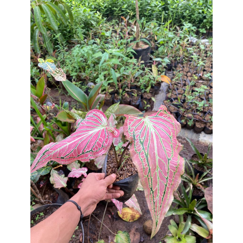Tanaman Hias/Keladi Wayang/Keladi/Wayang/Caladium