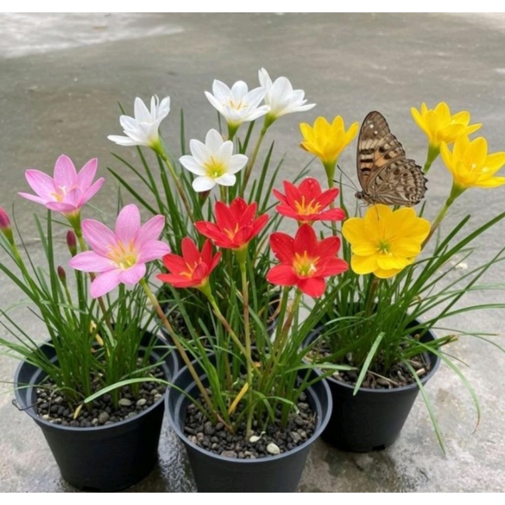 paket 4 jenis tanaman bunga rain Lily,bunga rain Lily cantik