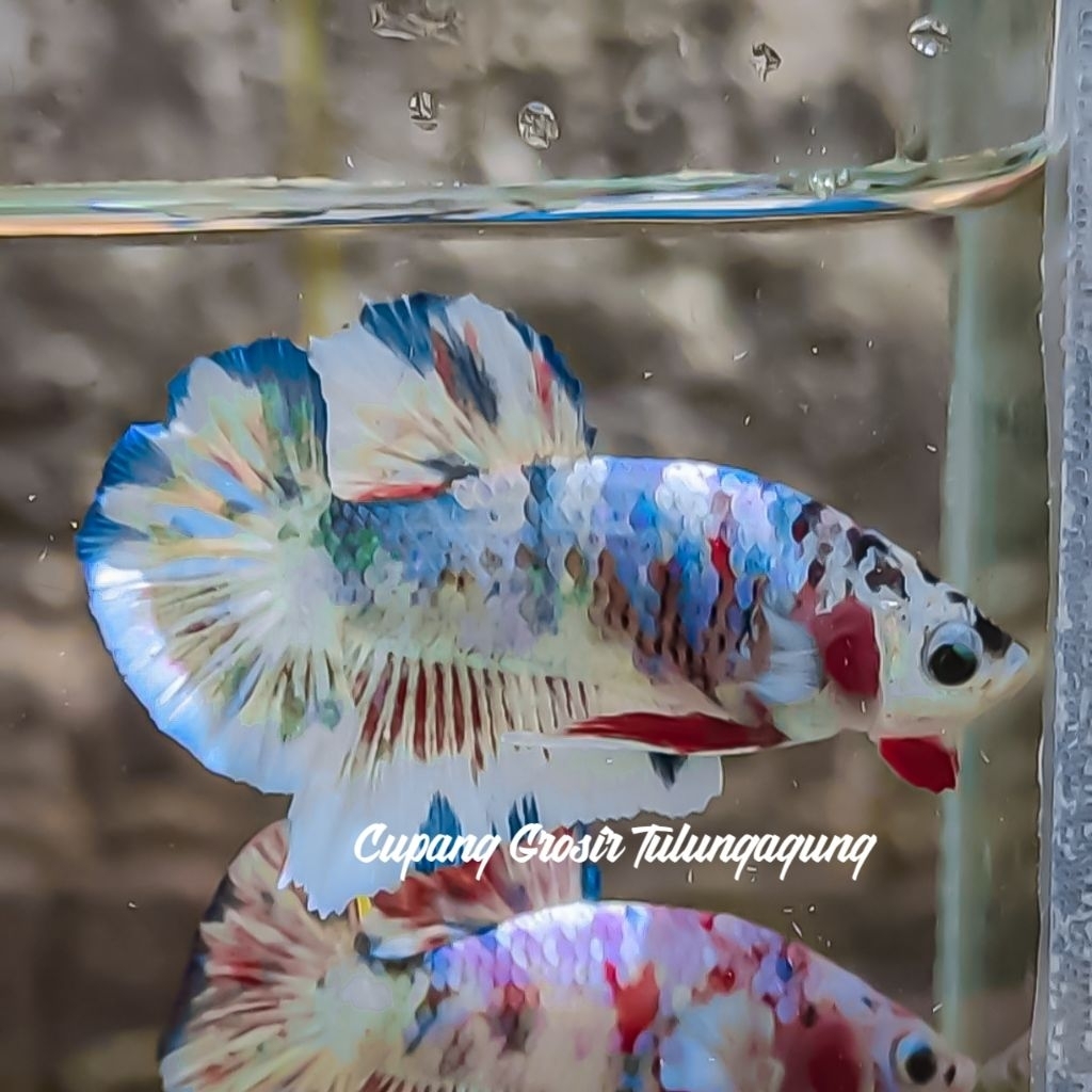 BAHANAN CUPANG BARONG 3 BULAN RANDOM 8K