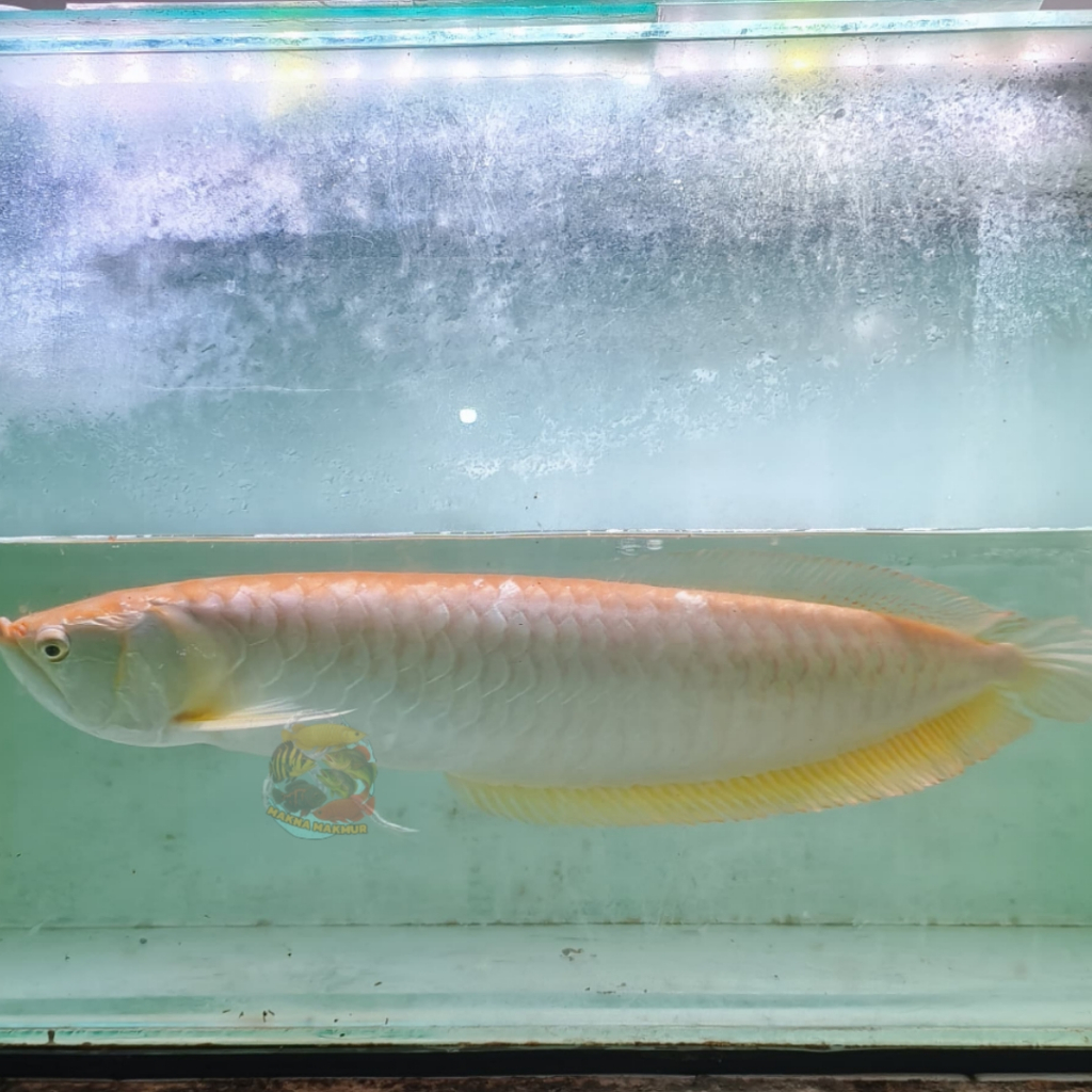 Arwana Jumbo Silver Albino / Silbino Jumbo 65cm+