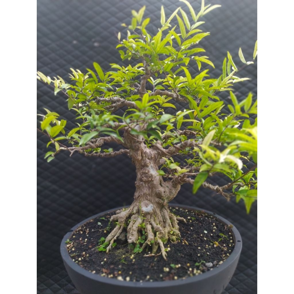 Bonsai Anting Putri Ukuran Medium