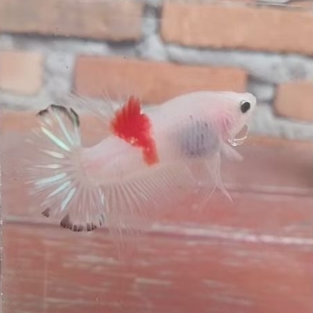 ikan cupang jenis Tancho male size S++